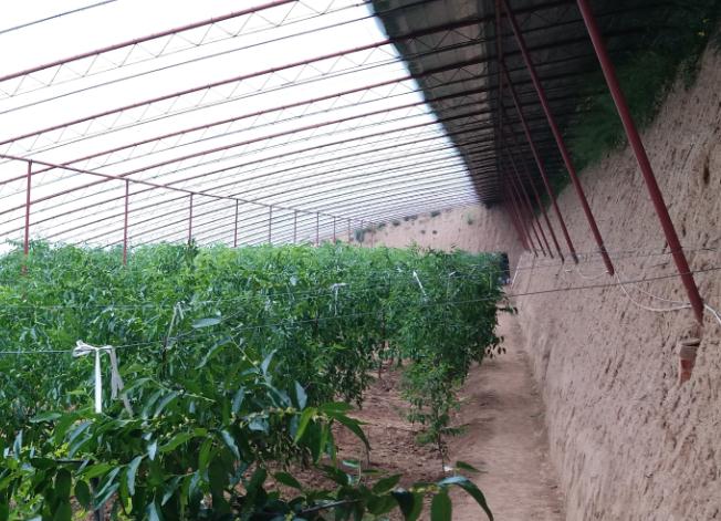 ɽ���˳Ƕ�����ֲ